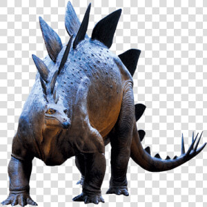 Triceratops  HD Png Download