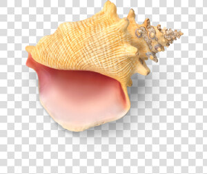 Conch   Png Download   Shell  Transparent Png