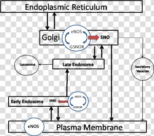 Endoplasmic Reticulum Png  Transparent Png