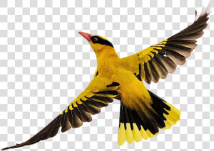 Birds Flying Png Download   Bird In Flight Png  Transparent Png