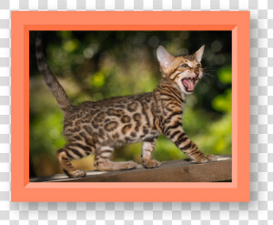 Ocelot  HD Png Download