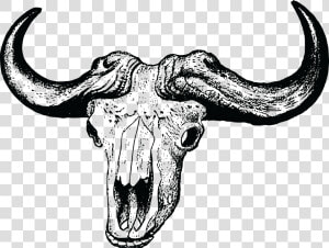 Buffalo Skull Clip Arts   African Buffalo Skull Drawing  HD Png Download