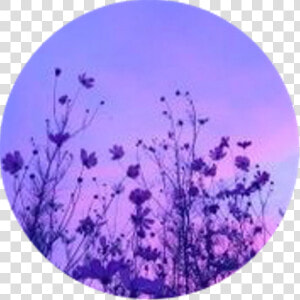 Aesthetic Circle Icon Purple Flowers Flower Purpleaesth   Aesthetic Purple Flower Transparent  HD Png Download