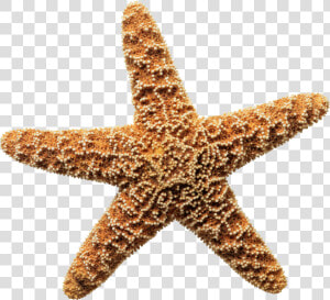 Sea Star Png Download Image   Sea Star White Background  Transparent Png