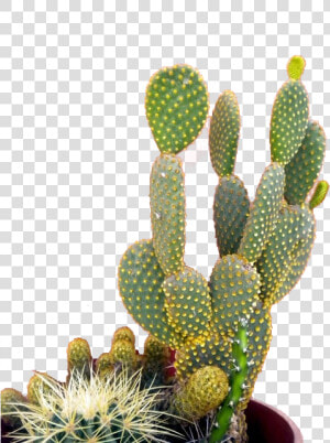 Cactus Mur Rose  HD Png Download