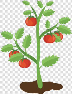 Tomato Plant Png   Tomato Plant Clipart Transparent  Png Download