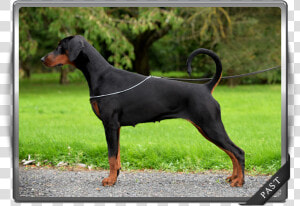 Korifey Dobermanns Our Past Female Korifey Envy   Dobermann  HD Png Download