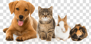 Brayvet Pets   Cat Rabbit And Dog  HD Png Download