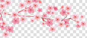 Transparent Cherry Blossom Tree Png   Cherry Blossom Tree Branch Png  Png Download