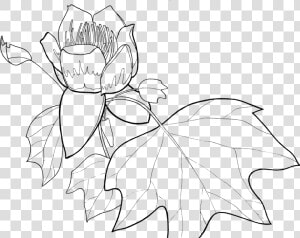 Ks Ccx Tulip Free Picture   Line Drawing Of Tulip Poplar  HD Png Download