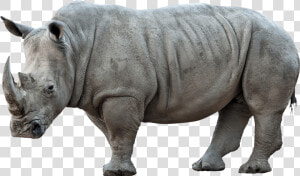 Rhinoceros Png Pic   Rhinoceros Png  Transparent Png