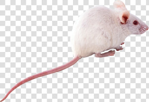 Best Free Rat   White Rat Png  Transparent Png