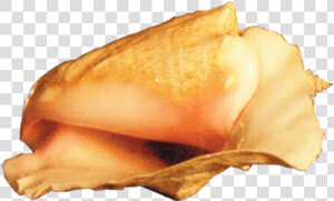 Conch Png  Transparent Png