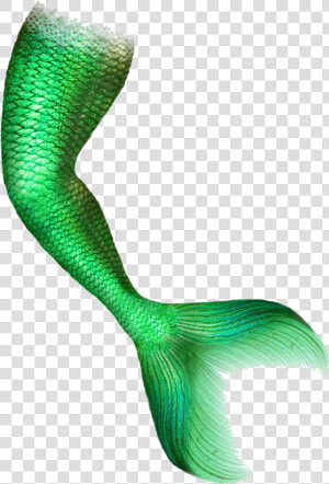 Mermaid Tail Portable Network Graphics Clip Art Image   Mermaid Tail Transparent  HD Png Download