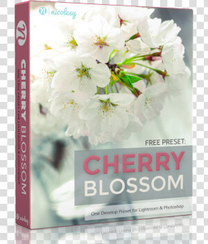 Free Lightroom Preset   Free Lightroom Preset Cherry Blossom  HD Png Download