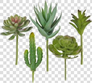 Succulent Pick Assortment  Bag Of   Houseplant  HD Png Download