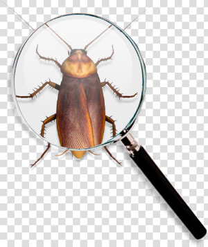 Roach Find   Longhorn Beetle  HD Png Download