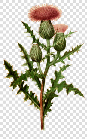 Freeuse Download Milk Thistle Botany Others   Scottish Thistle Botanical Illustration  HD Png Download