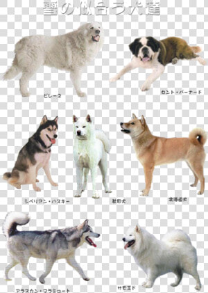 Mine Dogs Pups Transparent Doge   Canadian Eskimo Dog  HD Png Download