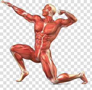 Png Image With Transparent Background   Muscular System No Labels  Png Download