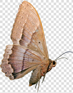 Mariposa Nocturna   Mariposas Nocturnas Png  Transparent Png