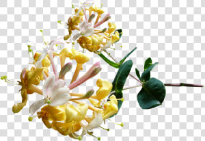 Honeysuckle Transparent  HD Png Download