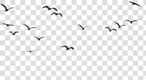  birds  aves  black  negro  volando  flying   Birds In The Sky Png  Transparent Png