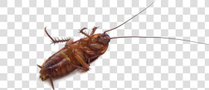 Cockroach Insect Mosquito Pest Garden   Baby Cockroach On Its Back  HD Png Download