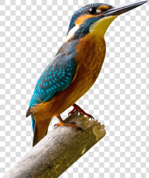 Kingfisher Bird Png Image   King Fisher Image Down Load  Transparent Png