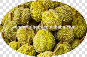 Durian  HD Png Download