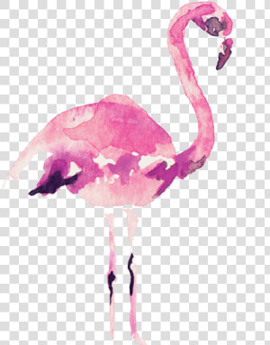 Video Courtesy Of Audrey Alba Films   Transparent Pink Flamingo Watercolor  HD Png Download