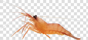 Transparent Shrimp Anemone   Alive Shrimp  HD Png Download