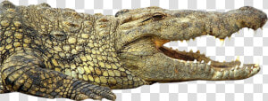 Crocodile   Nile Crocodile Png  Transparent Png