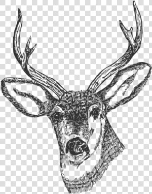 Free Clip Art Black And White Deer   Sketsa Gambar Kepala Rusa  HD Png Download