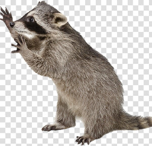 Raccoon Png Photo Image   Raccoon Transparent Background  Png Download