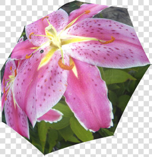 Pink Lily Dream Foldable Umbrella   Tiger Lily  HD Png Download