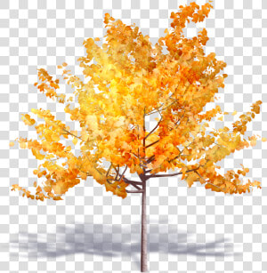 Transparent Deciduous Tree Png   Autumn Trees Png Transparent  Png Download