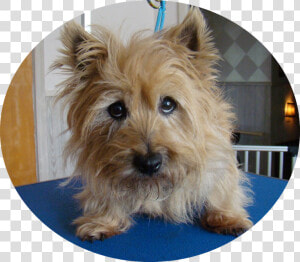 I Have Soulful Eyes I Will Love You With All My Heart   Australian Terrier  HD Png Download