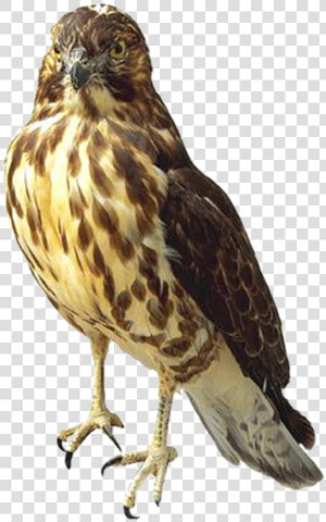 Savannah sparrow   Hawk Png  Transparent Png