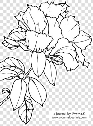 Graphic Transparent Stock Azalea Drawing Pencil  HD Png Download