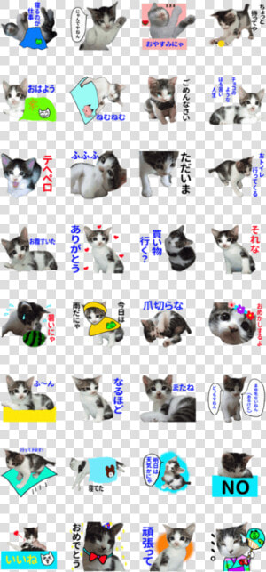 Sticker Of A Kawaii Cat   British Shorthair  HD Png Download