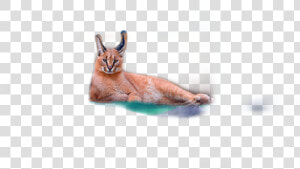 Caracal Freetoedit   Swift Fox  HD Png Download