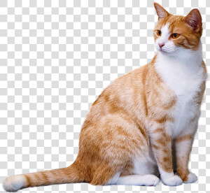 Transparent Orange Tabby Cat Clipart   Orange And White Cat  HD Png Download