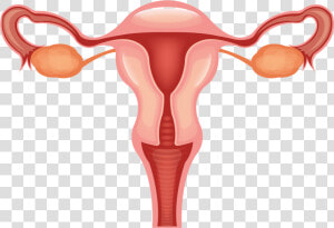 Vagina Clip Svg Free   Female Reproductive System Clipart  HD Png Download