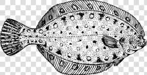 Flounder   Flounder Black And White  HD Png Download