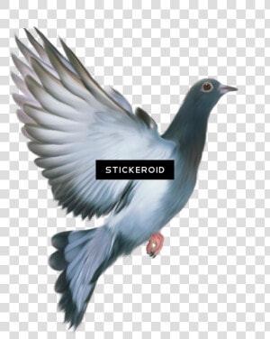 Pigeons And Doves  HD Png Download