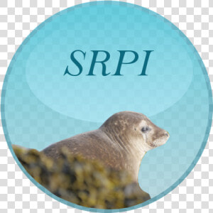 Harbor Seal  HD Png Download