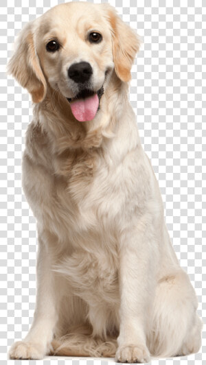 Kisspng Dog Grooming Puppy Cat Pet White Dog 5a70ac435552b0   Golden Retriever  Transparent Png