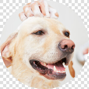 20 Jul   Dog Taking Bath  HD Png Download