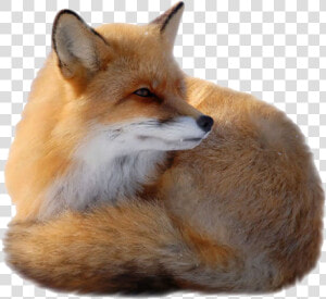 Red Fox Clip Art   Fox Png Transparent Background  Png Download